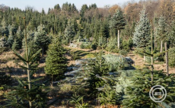HUN-REN: ökológiai szempontból jobb a valódi fenyőfa, mint a műfenyő